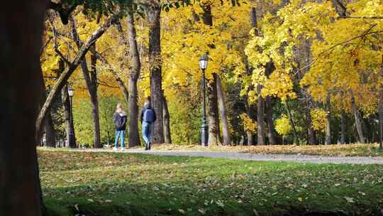 秋天的公园步道素材