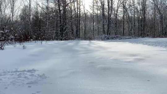 森林雪地雪景树木风光