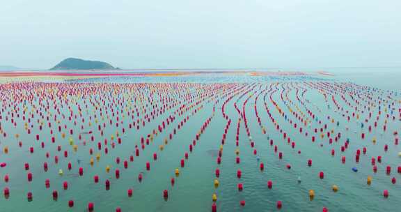 海洋养殖牡蛎生蚝深海养殖场航拍