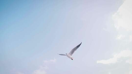 空中飞翔的海鸥、海鸥在飞行中捕捉面包片的慢动作03