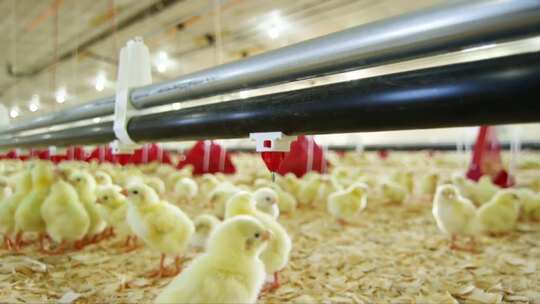 现代化养殖养鸡场实景拍摄视频素材
