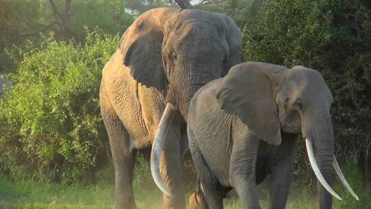 两头大象穿过的灌木丛视频素材模板下载