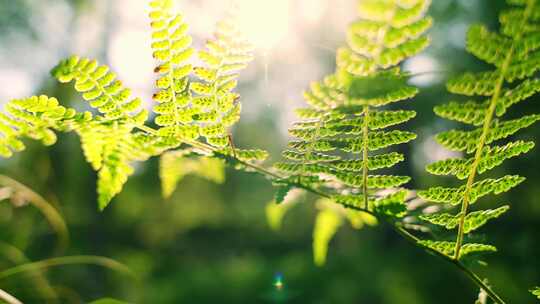 树叶阳光穿透树叶原始森林植物