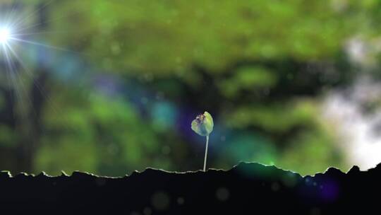 种子发芽-阳光植物生长延时-树苗成长