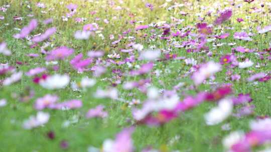 格桑花实拍