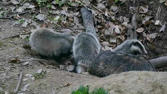 獾，小熊，哺乳动物，野生