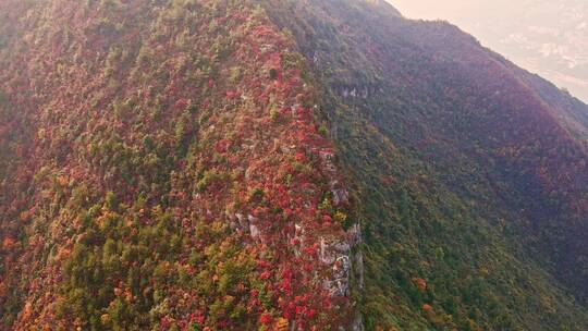 航拍三峡红叶