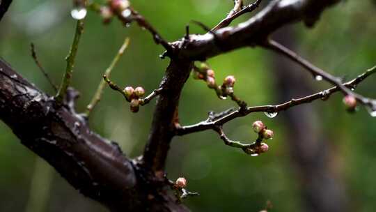 [合集]春天雨水中梅花花朵和梅花花蕾