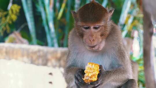 泰国丛林中吃玉米的猴子