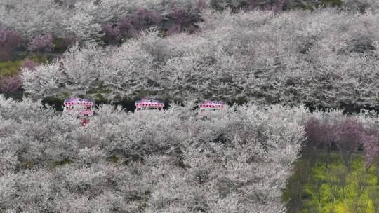 孤柏渡飞黄旅游区樱花园鲜花盛开