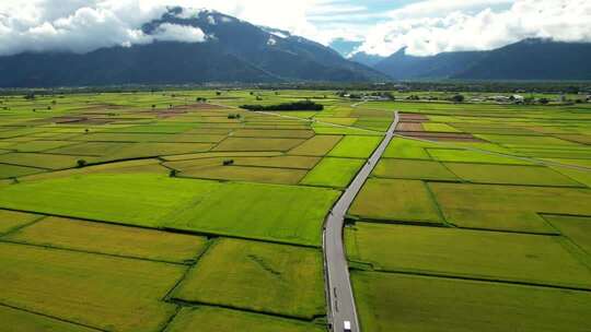 稻田水稻希望田野农业粮食