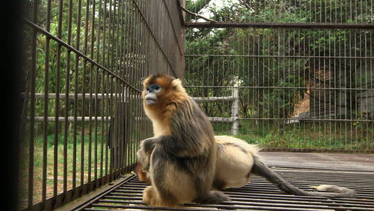 金丝猴在笼子里1视频素材模板下载