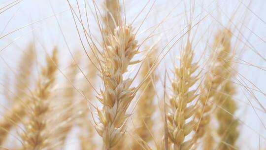小麦丰收 麦穗 机械化丰收合集视频素材模板下载