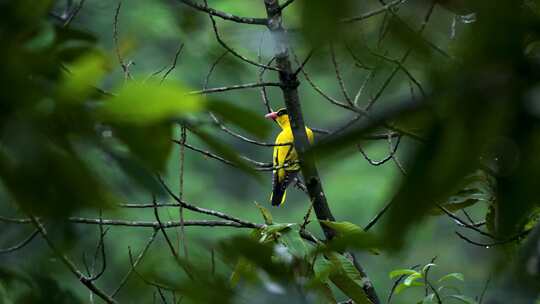 绿叶丛中黄鹂鸟鸣叫
