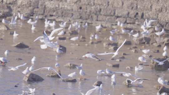 生态候鸟湿地海鸥
