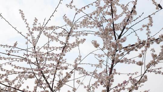 春天阳光下的樱花花朵