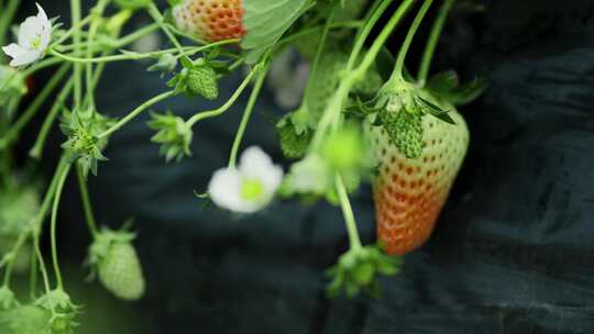 乡村振兴唯美农业草莓种植园采摘