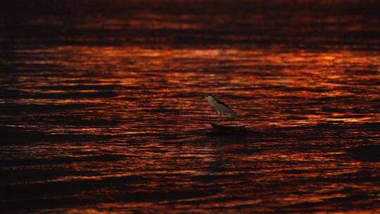 一只水鸟停靠在水面捕鱼