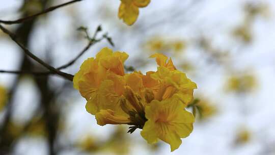 春天盛开的黄花风铃木花朵实拍
