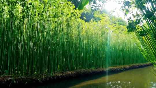 水边茂密竹林景观