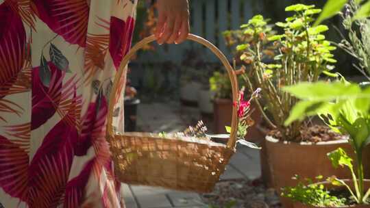 女人，篮子，花园，植物