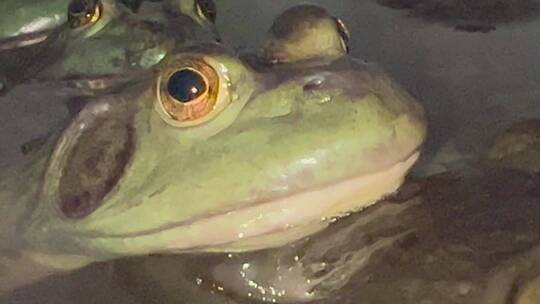 池子里的牛蛙