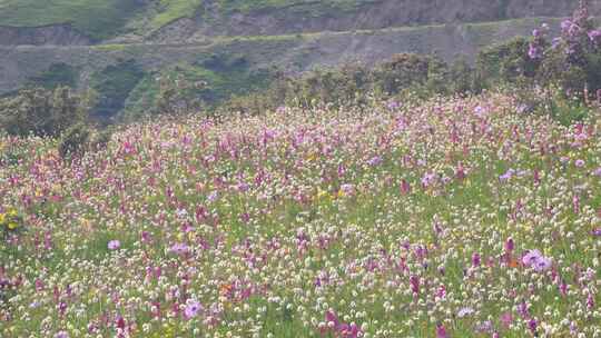 四川阿坝黑水县雅克夏雪山夏日盛开的花海