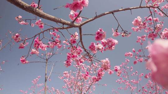 春天阳光下盛开的樱花