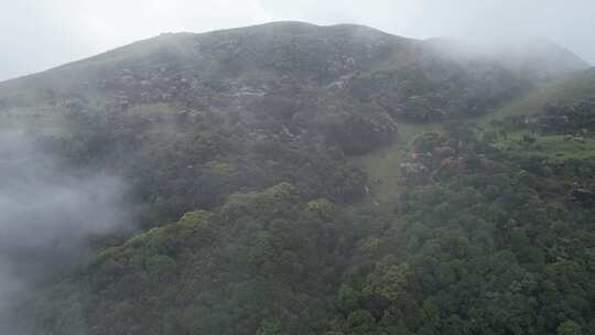 信宜八排顶高山杜鹃花航拍