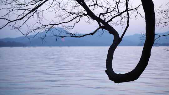杭州西湖边曲折的树