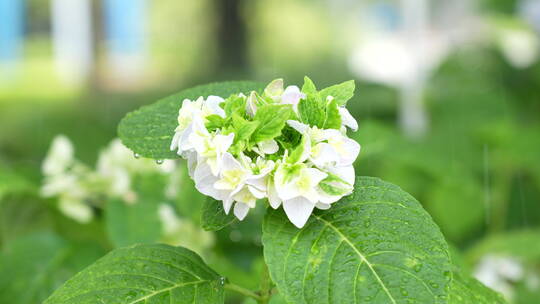 绣球花特写视频素材模板下载