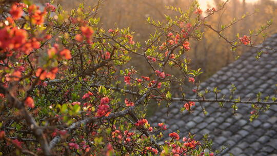 夕阳中红色的花