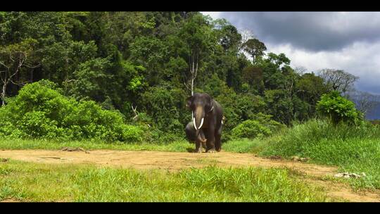 一群大象从森林里面走出来动物园野生动物视频素材模板下载