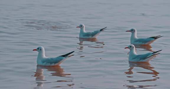 深圳湾海鸥