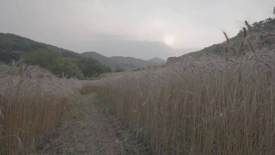 麦田麦穗夕阳逆光升格LOG