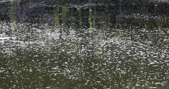 春天柳絮飘落湖面