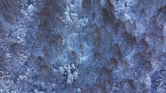 航拍东北下暴雪林海雪原威虎山