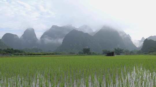 水田中稻苗生长的乡村自然景象