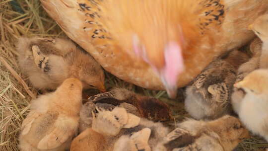 农村家禽散养老母鸡刚出生的小鸡苗
