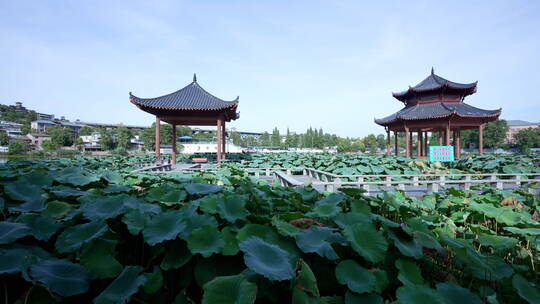 武汉汉阳莲花湖公园风景