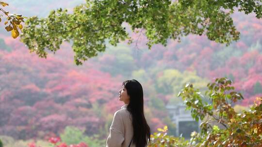 济南红叶谷景区，秋季满山红叶景观视频素材模板下载