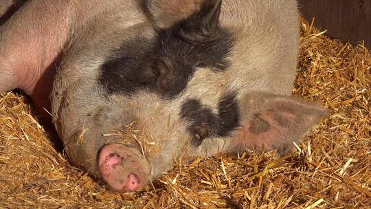 小猪在养猪场在吮吸母亲的乳房