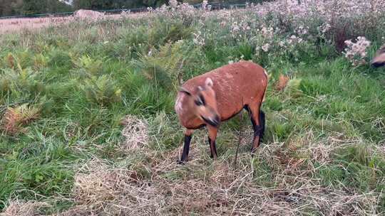草地上的毛茸茸的羊视频素材