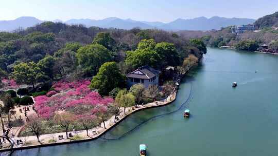 （合集）杭州西湖孤山公园梅花盛开视频素材模板下载