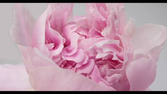 美丽的粉红色牡丹背景。盛开的牡丹花开放