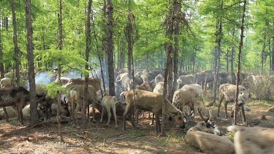 大兴安岭使鹿部落鄂温克猎民饲养的驯鹿