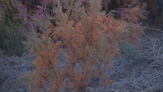 新疆沙漠植被