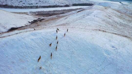 雪地里奔跑的狍子 4k高清航拍视频