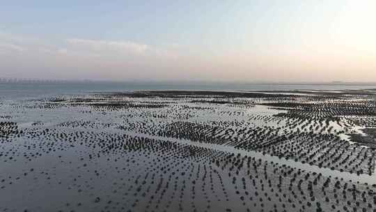 航拍泉州海蛎石 退潮后的海蛎生长地