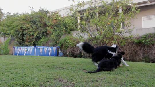 两只狗在草地上打架玩
